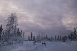 Reindeer_People_8.jpg
