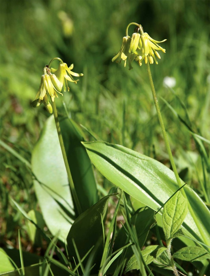 Restoring Wildflowers to the Woods