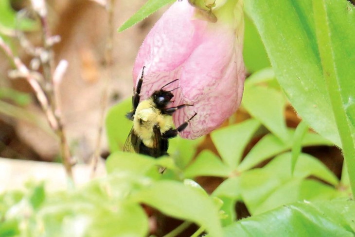 Restoring Wildflowers to the Woods