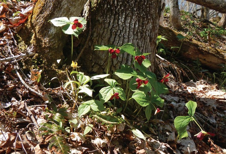 Restoring Wildflowers to the Woods