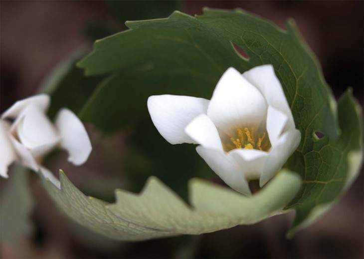 Restoring Wildflowers to the Woods