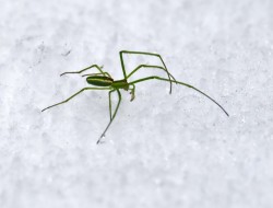 Green weaver spider Photo: Jackie Robidoux