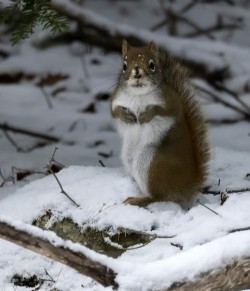 Red squirrel Photo: Jackie Robidoux
