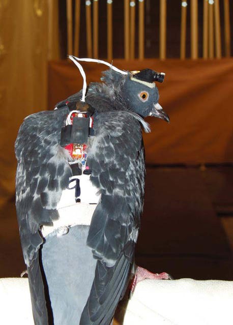 Pigeons Give Robots A Bird’s-eye View