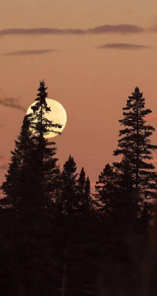 Moon over Forest