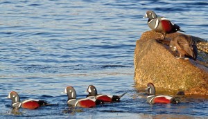 Birds in Focus: Harlequin Romance and Other Winter Fantasies thumbnail