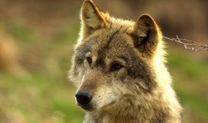 Wolves as Neighbors: A Lesson from Transylvania thumbnail