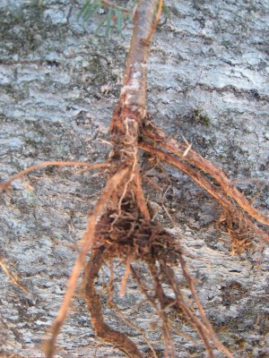 What Do Tree Roots Do in Winter? thumbnail