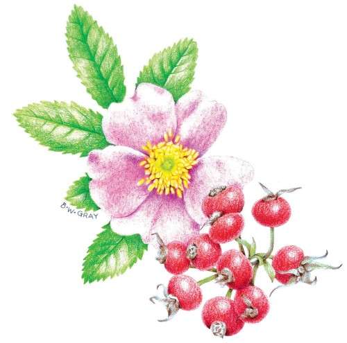 Rose hips