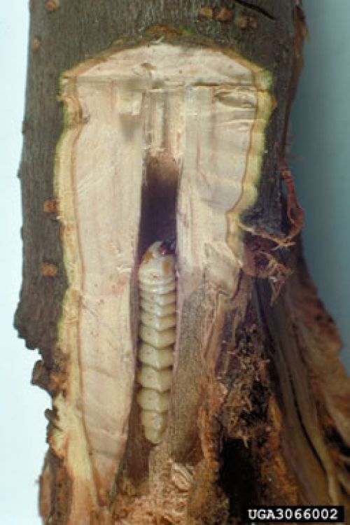 rounded_appletree_borer.jpg