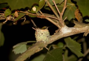 The Dazzling Diversity of Birds’ Nests thumbnail