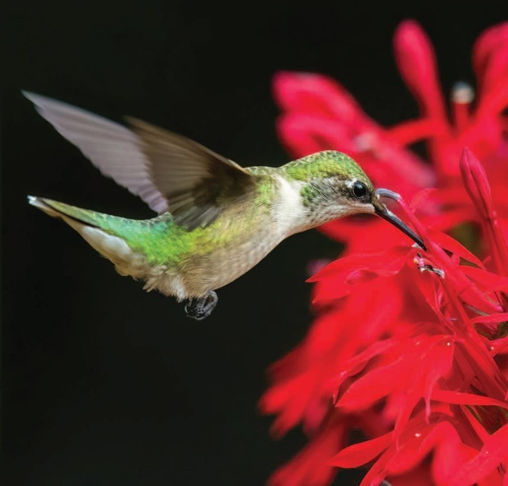 Hummingbird
