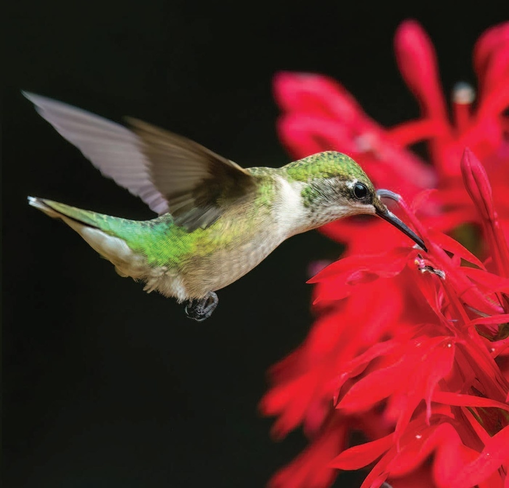 Hummingbirds & Cardinal Flowers: A Pollination Tale