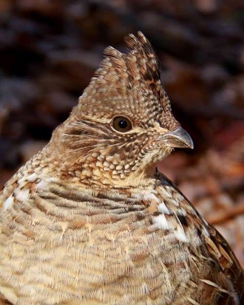 Ruffed Grouse