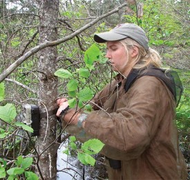rusty_blackbird.jpg thumbnail