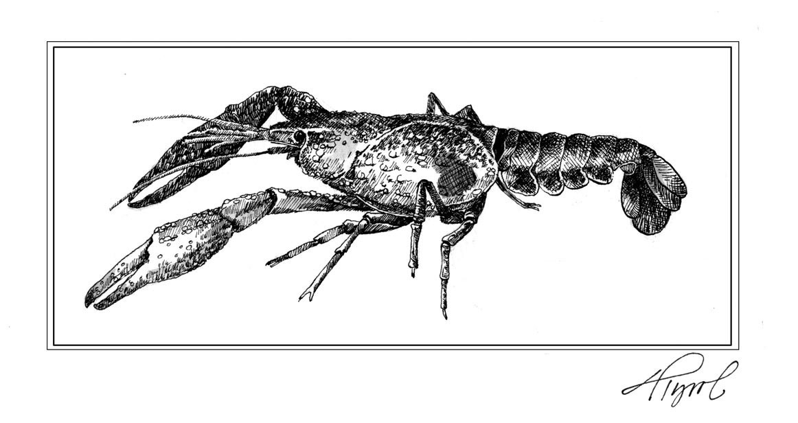 Big, Bold and Rusty: Invasive Crayfish has Claws thumbnail