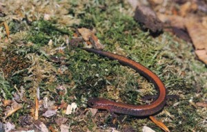 salamander.jpg thumbnail