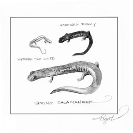 Salamanders.jpg thumbnail