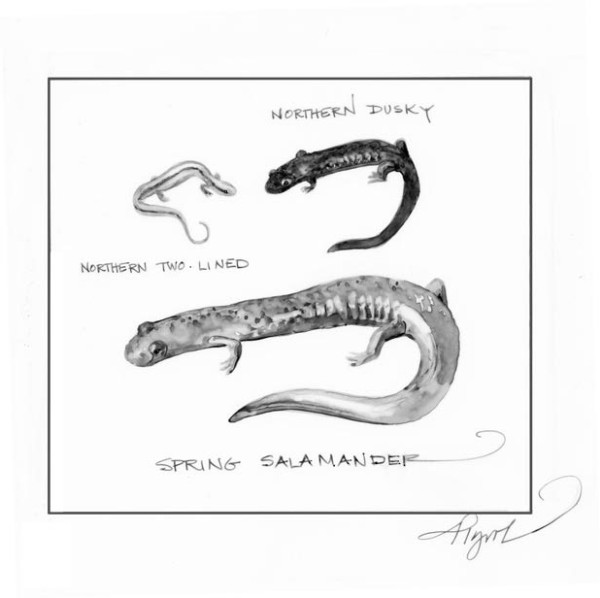 Lung-less Salamanders of the Twin States