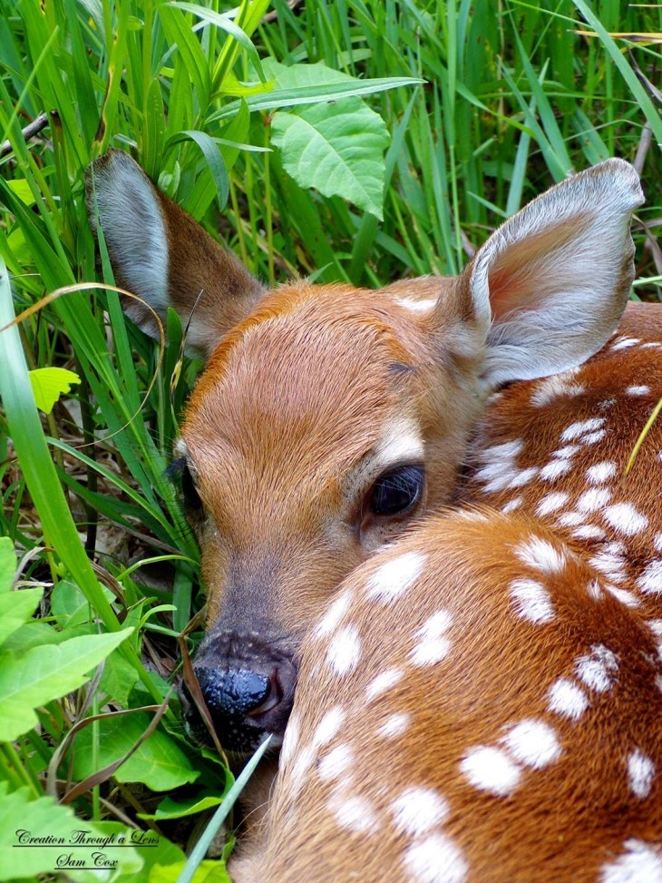 Fawn