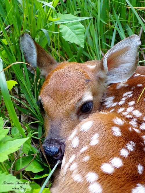 Fawn