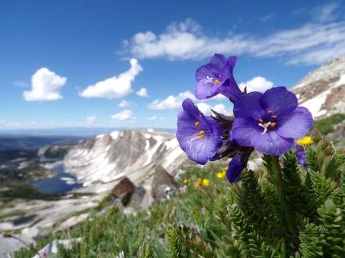 Purple flowers