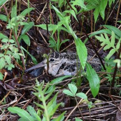 Woodcock Hen Photo: Sandy Dannis