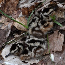Woodcock Chicks Photo: Sandy Dannis