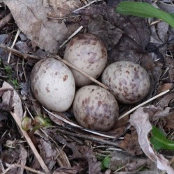 Woodcock eggs Photo: Sandy Dannis
