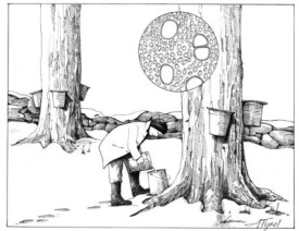 sap_collecting_web.jpg thumbnail
