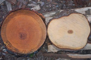 What Is the Difference Between Sapwood and Heartwood? thumbnail