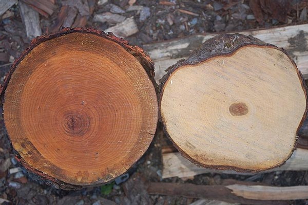 What Is the Difference Between Sapwood and Heartwood?