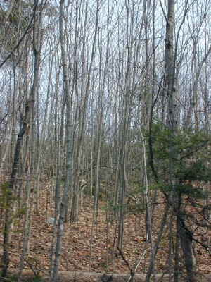 What Can You Do with Dense Thickets of Hardwood Saplings? thumbnail