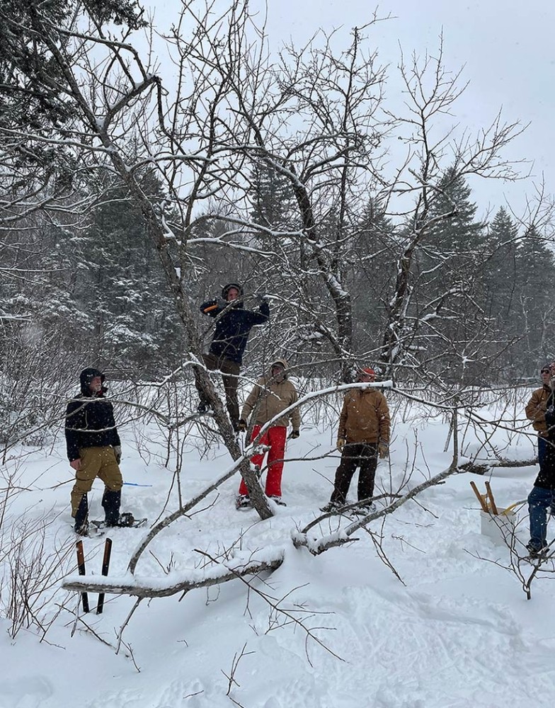 Into the Vermont Woods with Lisa Sausville