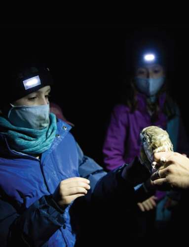 Owl Banding