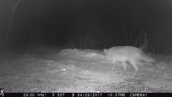 Sawdust Social Photo: Northern Woodlands