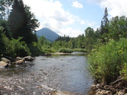 Of Trout and Trees Photo: James MacCartney