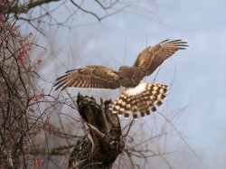 Northern harrier Photo: Charlie Schwarz