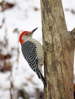 Woodpecker Photo: Charlie Schwarz