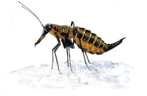 Snow Scorpionflies thumbnail