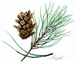 Scotch pine, Pinus sylvestris