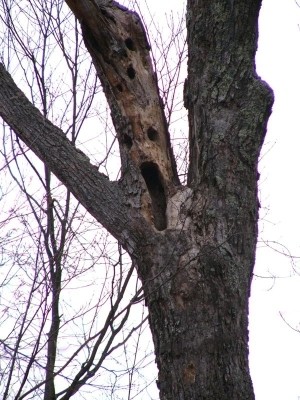 Million Dollar Sculpture Discovered in Sugarbush! thumbnail