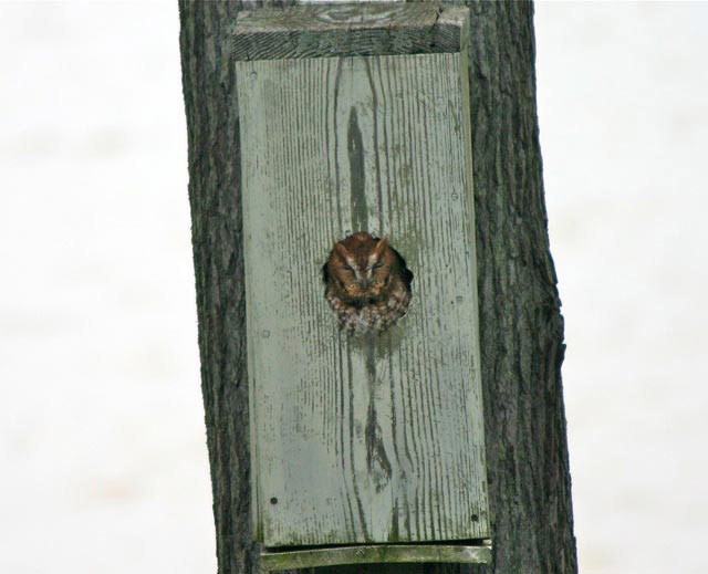 The Owl Box