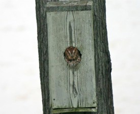 The Owl Box thumbnail