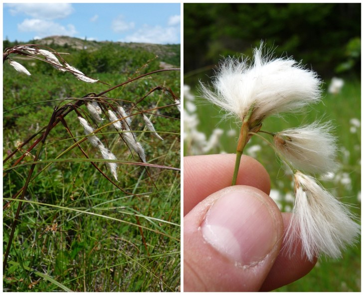 second-cottongrass-collage-w.jpg