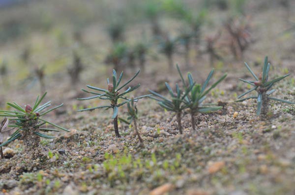 Lessons in Planting Tree Seeds