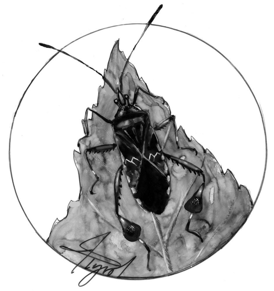 Western Conifer Seed Bugs Come Inside thumbnail