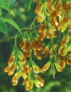 A Seed's Promise Photo: Susan C. Morse