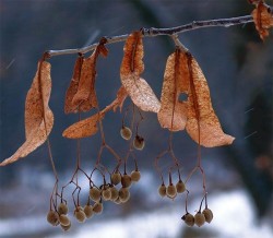 A Seed's Promise Photo: Susan C. Morse