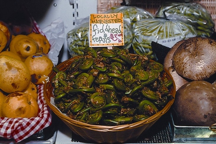 Selling fiddleheads